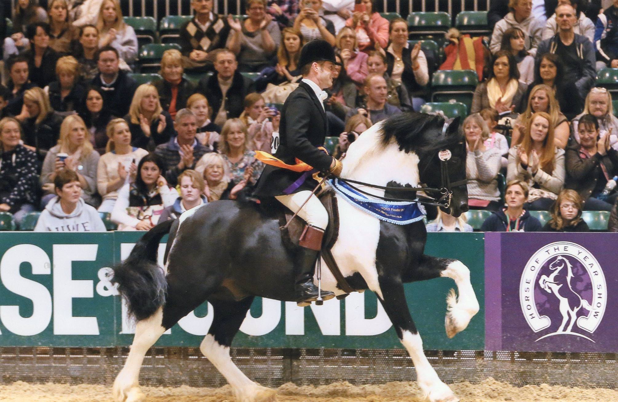 coloured pony stallion